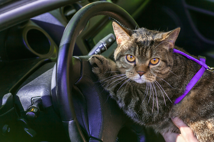 CatsinCars-FI
