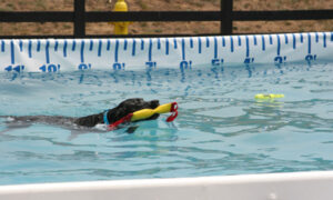 Dock Dog Competition