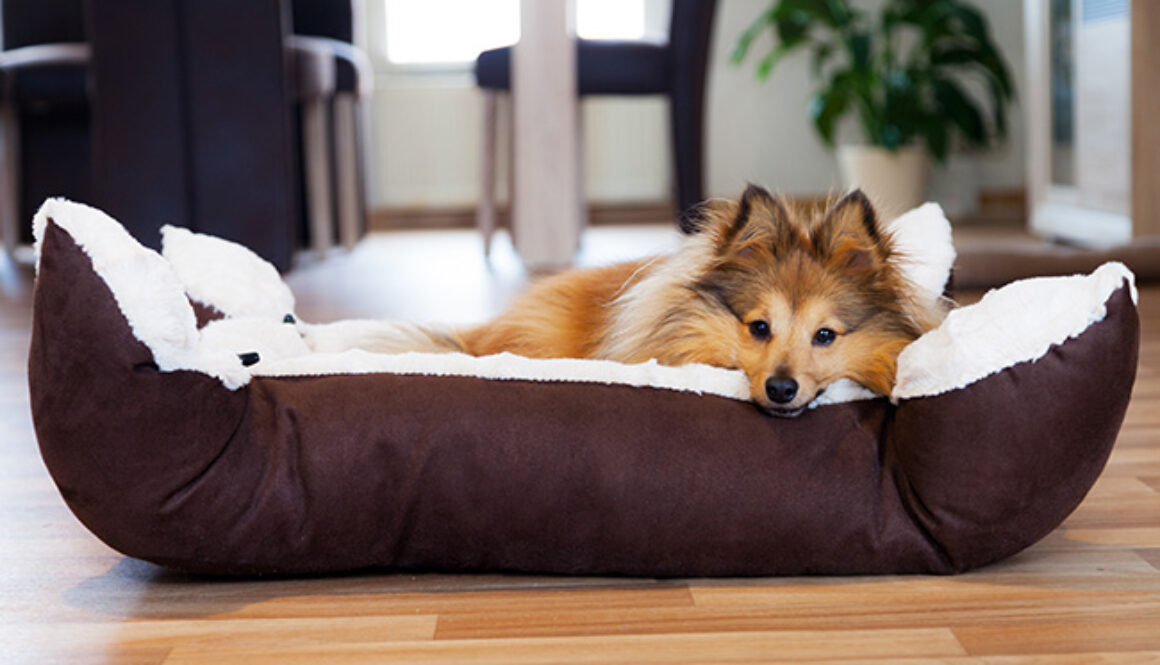 Sheltie Hund im Körbchen, dog in basket