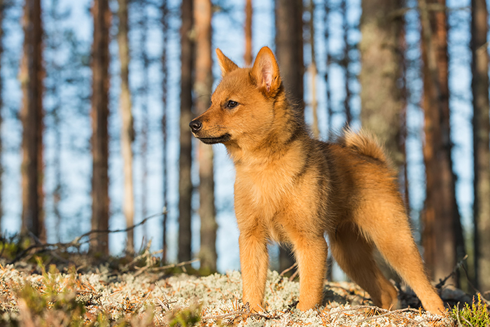 Finnish Spitz puppy
