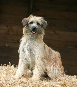 Pyrenean Shepherd Pyrenean Shepherd