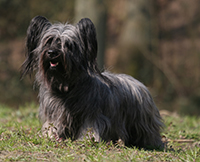 Skye Terrier Skye Terrier