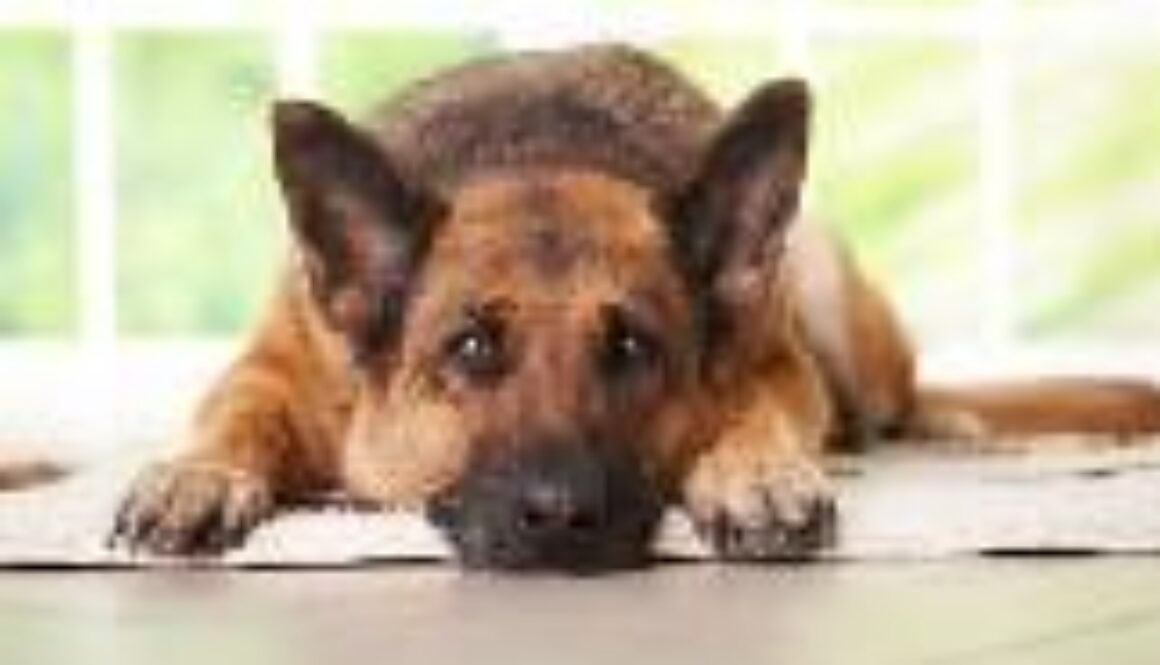 Dog-Laying-Down-Arthritis