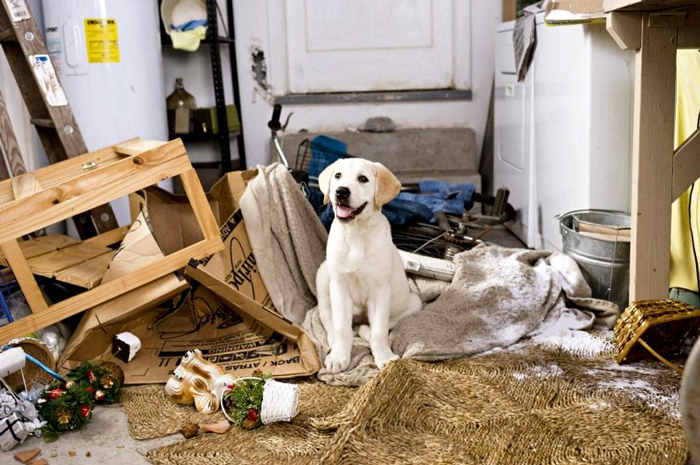 Dog-Movies-FI
