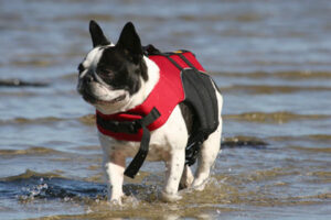Dog Playing in Water Dog Playing