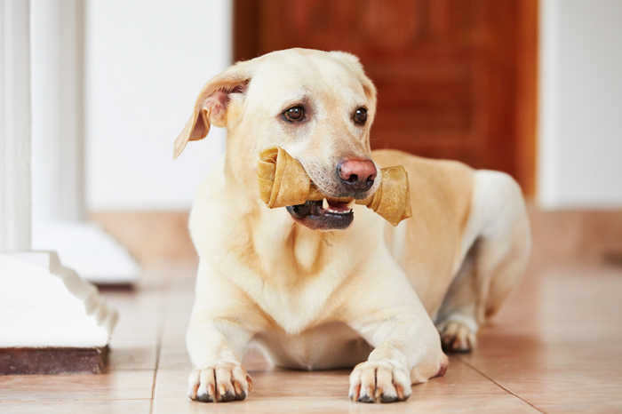 DogChewsTreats-FI