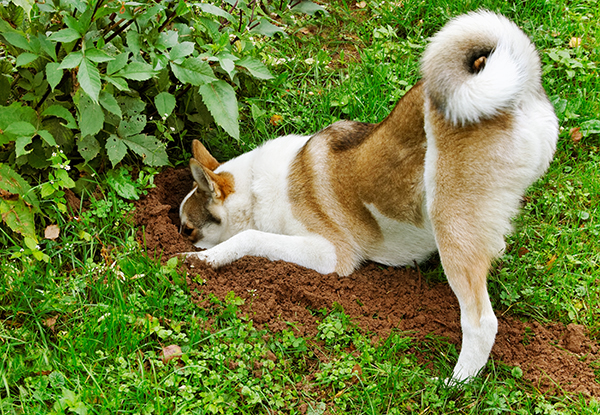 Dog in a garden.