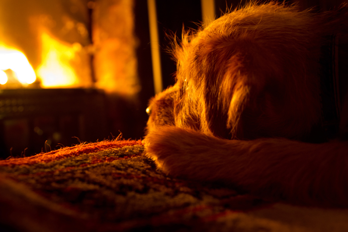 DogDomestication-FI