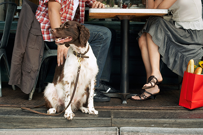 DogFriendly-FI