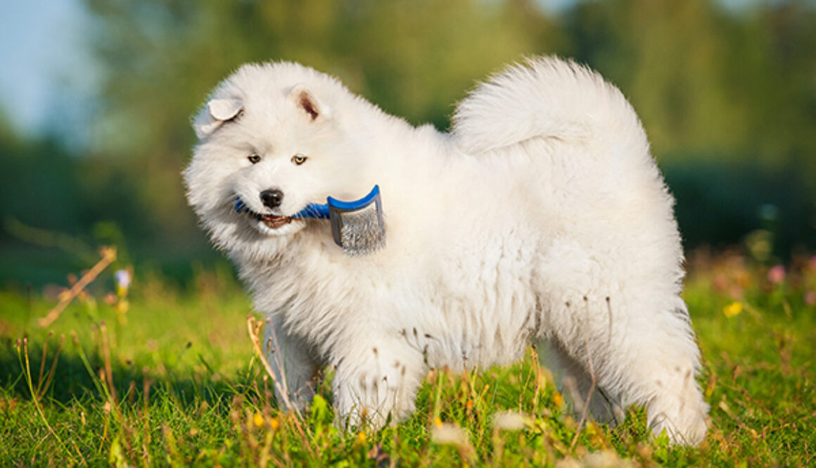 Funny samoyed puppy playing with a brush