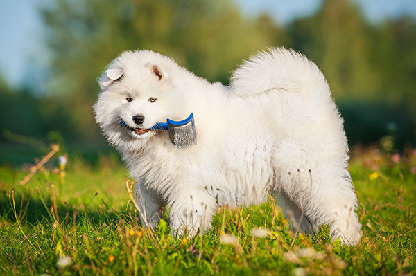 Funny samoyed puppy playing with a brush