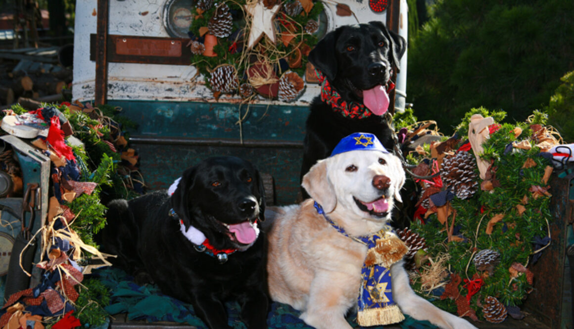 DogHolidayGiftGuide-FI