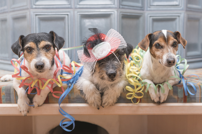 DogParty-FI