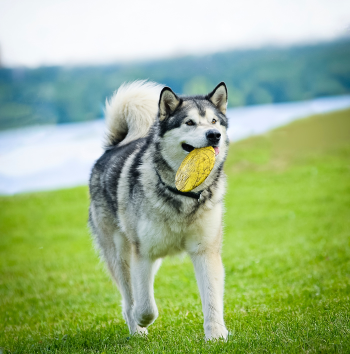 DogToys-FI