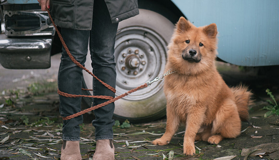 Cute dog with woman. Leash over her legs.
