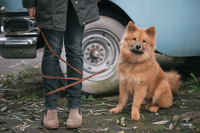 Cute dog with woman. Leash over her legs.