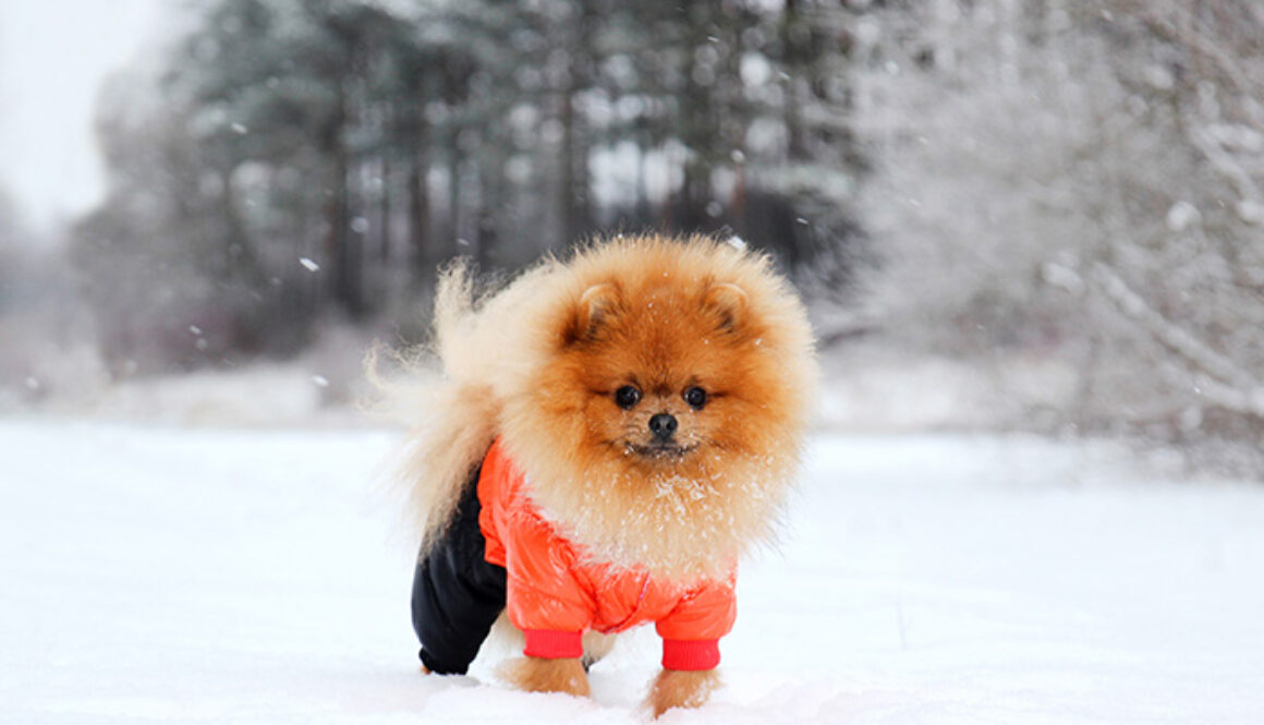 Pomeranian dog in snow. Winter dog. Dog in snow. Spitz in winter