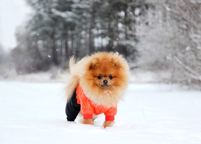 Pomeranian dog in snow. Winter dog. Dog in snow. Spitz in winter
