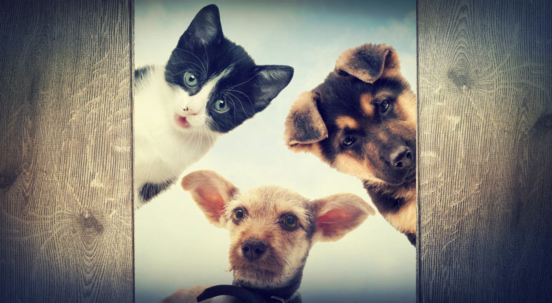 DogandCatforProducts