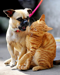 Leashed Dog With a Cat