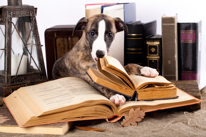 DogsinLit-FI