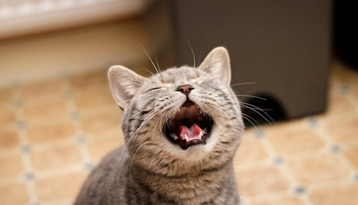 ExcessiveMeowing-FI