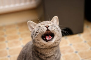 Cat Meowing When Hungry