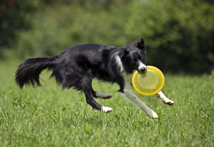 ExerciseYourDog-FI