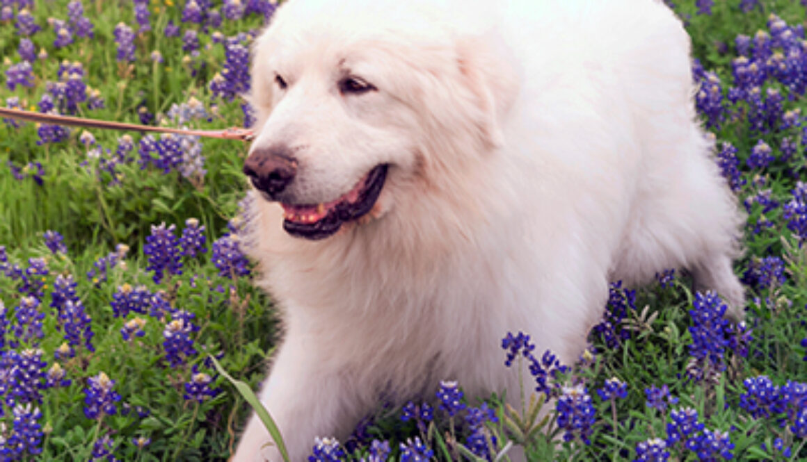 Great Pyrenees and bluebonnet