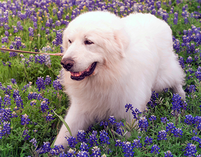 Great Pyrenees and bluebonnet