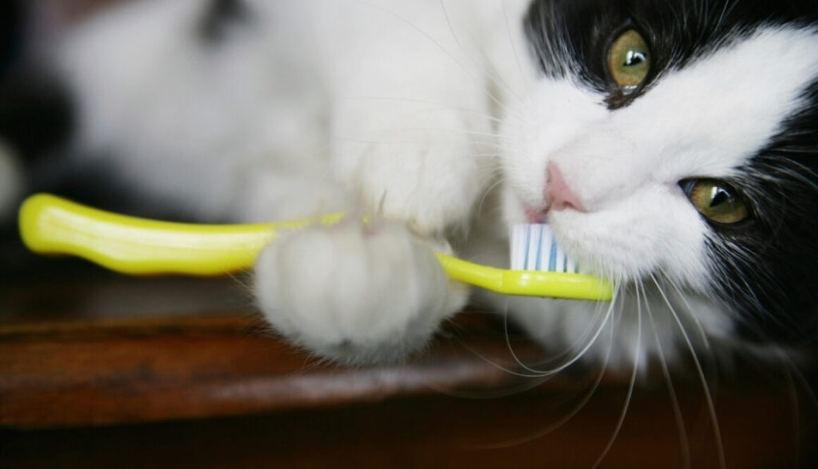 FelineDentalHealth-FI