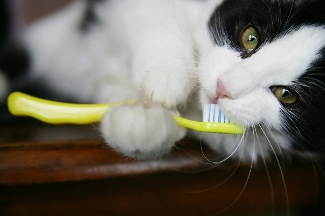 FelineDentalHealth-FI