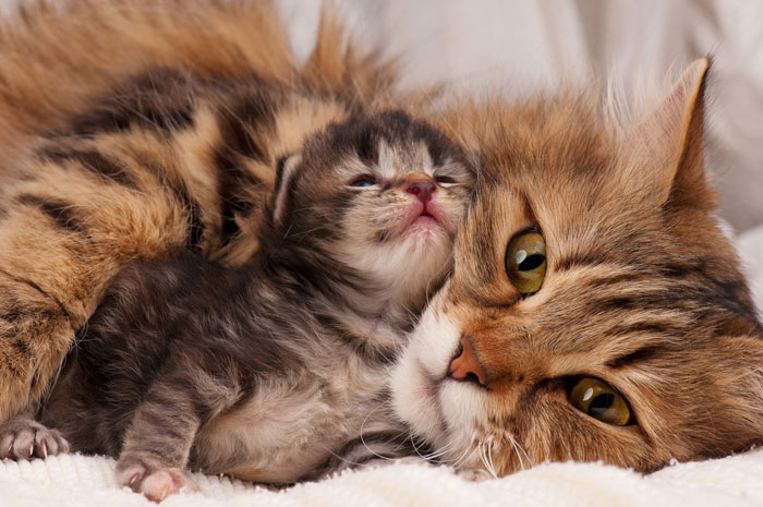FosteringCats-FI