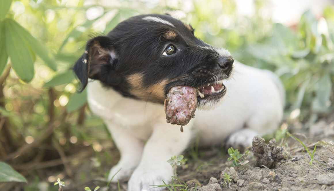 Dog puppy eating chicken neck - 8 weeks old - jack russell terri
