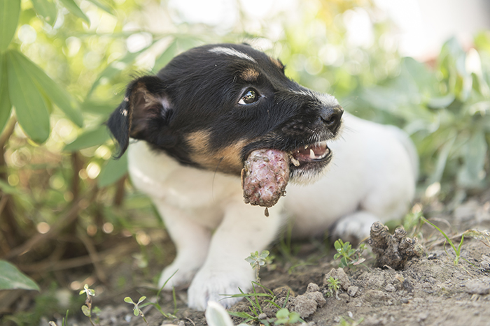 Dog puppy eating chicken neck - 8 weeks old - jack russell terri
