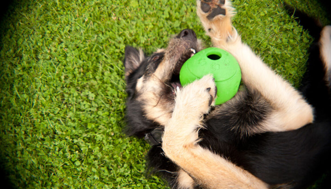 GuideToDogToys-3quarks