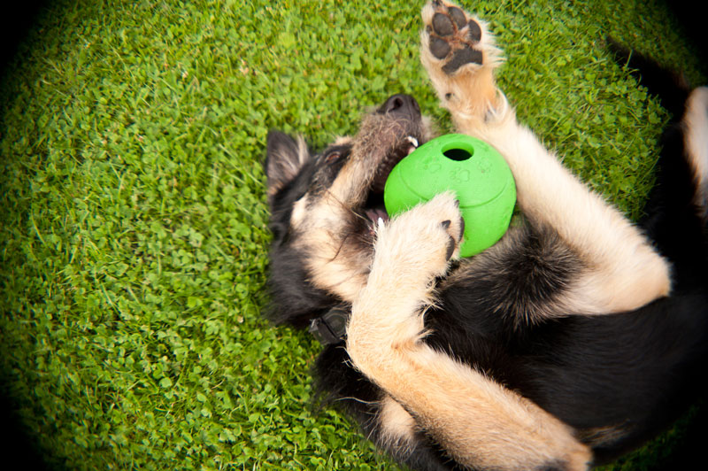 GuideToDogToys-3quarks