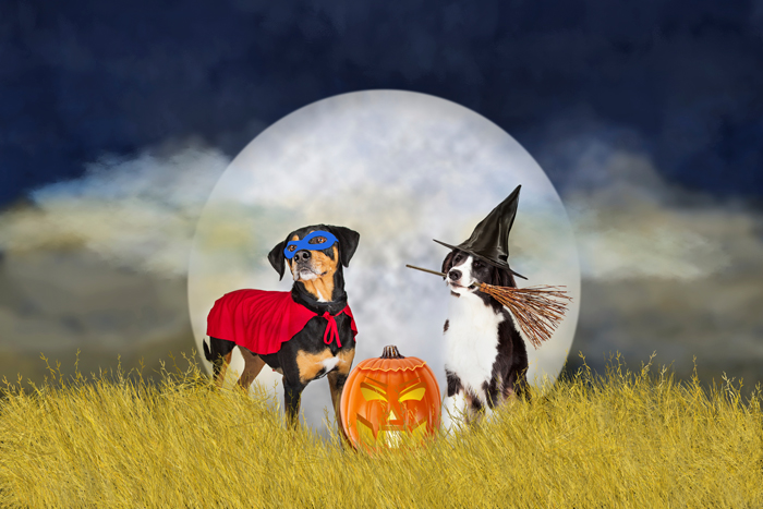 Halloween-FI