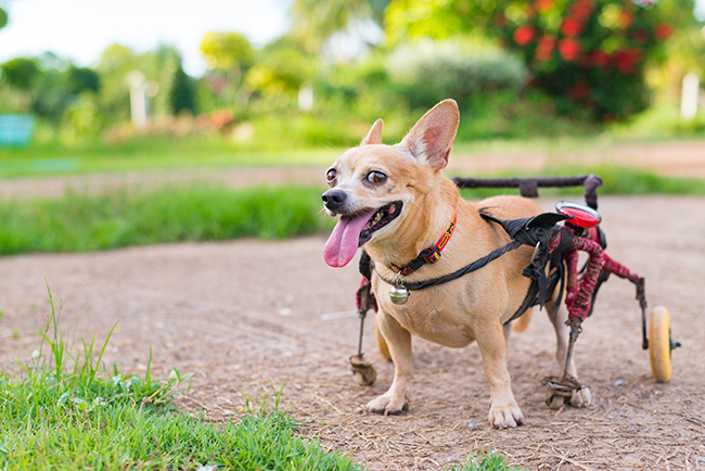 Cute little dog in wheelchair or cart walking in grass field.