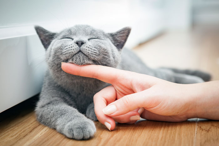 Happy-Cats-FI