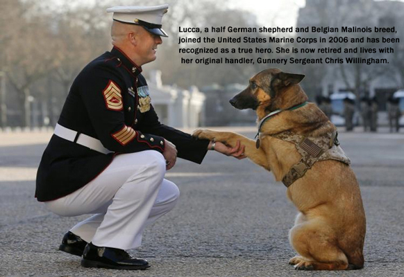 HeroDogs-FI1