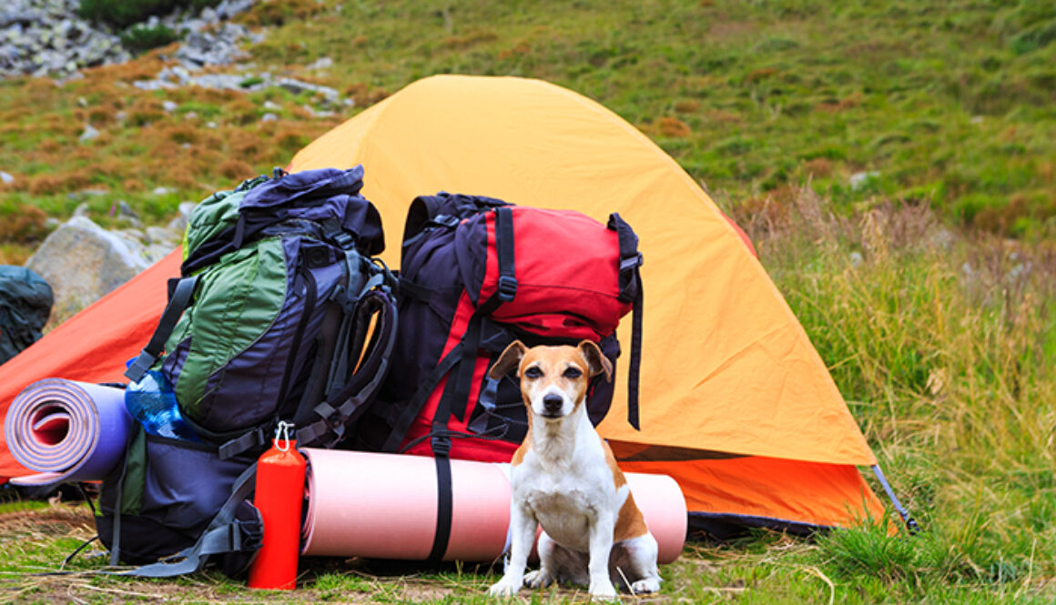 Camping rest with dog