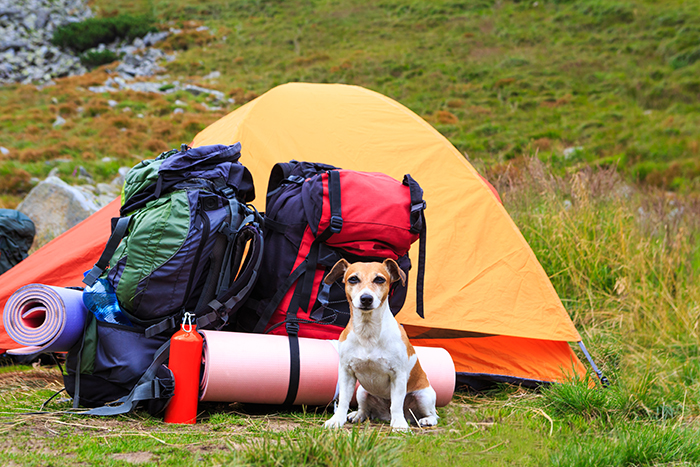 Camping rest with dog