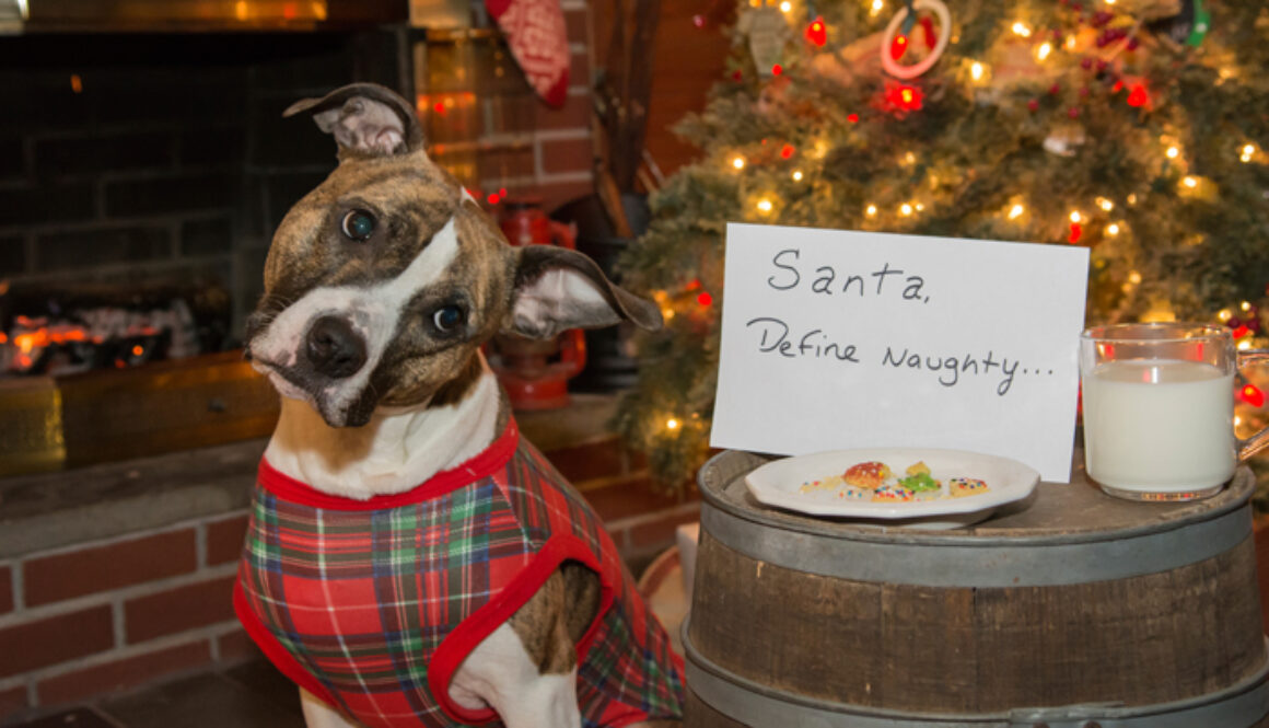 HolidayBuyersGuide-Dog-FI