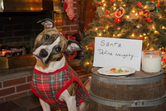 HolidayBuyersGuide-Dog-FI