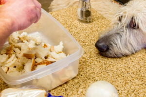 Holiday Pet Safety Tips Holiday Dog Safety Tips