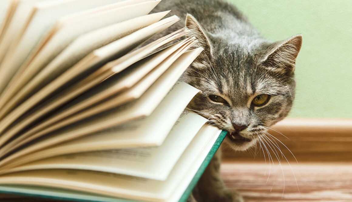 The British Grey Cat is Biting Open Book,Funny Pet on the Wood F