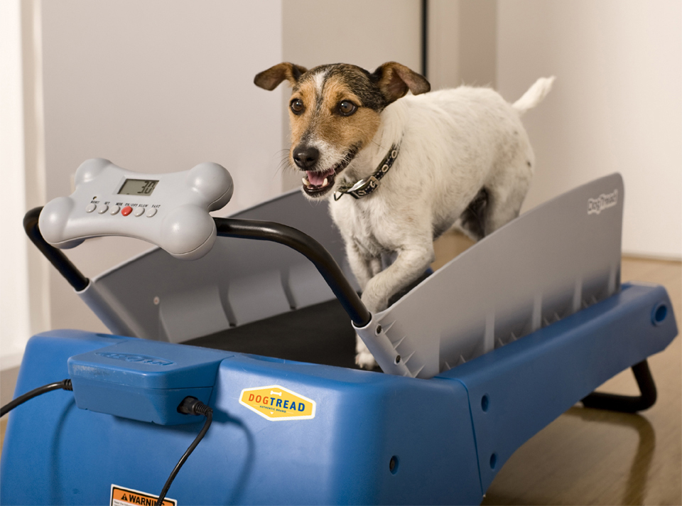 Indoor-Fun-DogTreadMill