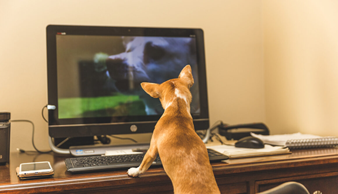 Chihuahua on a Computer