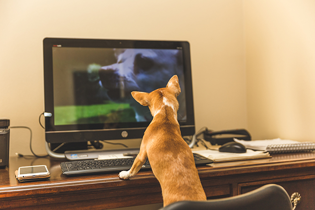 Chihuahua on a Computer